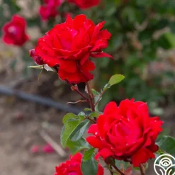 Heirloom Roses Eleganza® Heart Song™ Sale