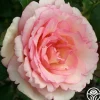 Heirloom Roses Eleganza® Pink Enchantment®