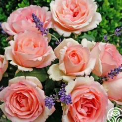 Heirloom Roses Eleganza® Pink Enchantment®