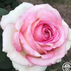 Heirloom Roses Eleganza® Pink Enchantment®