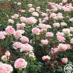 Heirloom Roses Eleganza® Pink Enchantment®