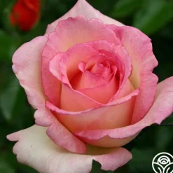 Heirloom Roses Eleganza® Pink Enchantment®