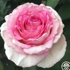 Heirloom Roses Eleganza® Pink Enchantment®
