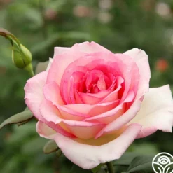 Heirloom Roses Eleganza® Pink Enchantment®