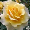 Heirloom Roses Eleganza® Sunny Sky Sale
