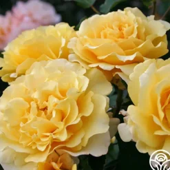 Heirloom Roses Eleganza® Sunny Sky Sale