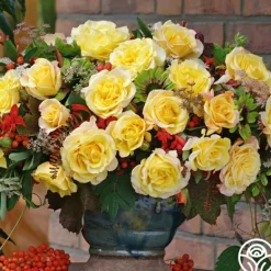 Heirloom Roses Eleganza® Sunny Sky Sale