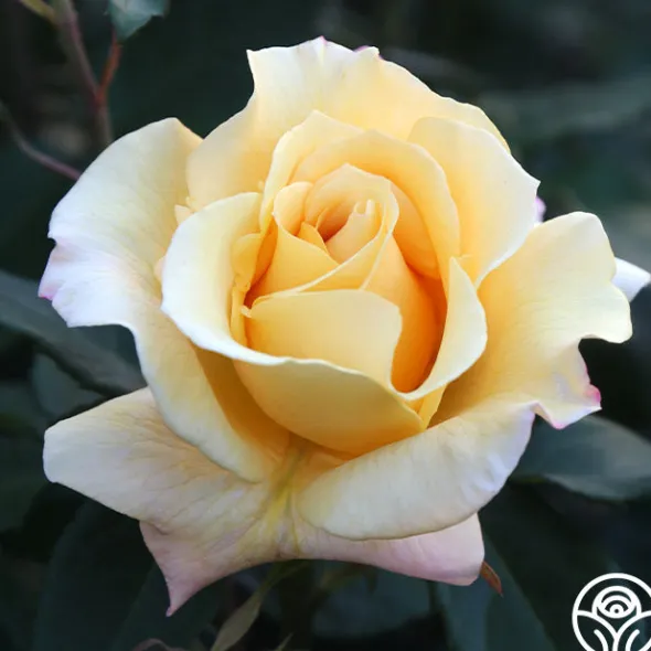 Heirloom Roses Eleganza® Sunny Sky Sale