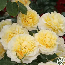 Heirloom Roses Eleganza® Sunny Sky Sale