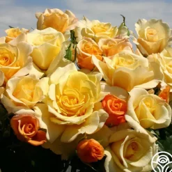 Heirloom Roses Eleganza® Sunny Sky Sale
