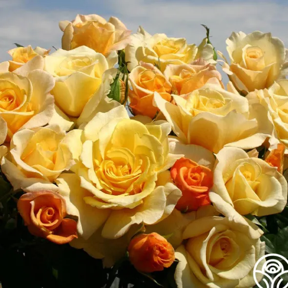 Heirloom Roses Eleganza® Sunny Sky Sale