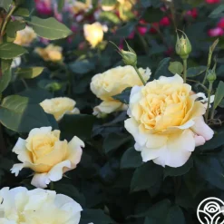 Heirloom Roses Eleganza® Sunny Sky Sale