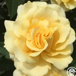 Heirloom Roses Eleganza® Sunny Sky Sale