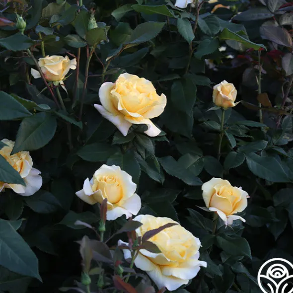 Heirloom Roses Eleganza® Sunny Sky Sale