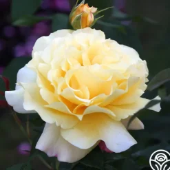 Heirloom Roses Eleganza® Sunny Sky Sale