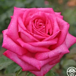 Heirloom Roses Eleganza® Wedding Bells™