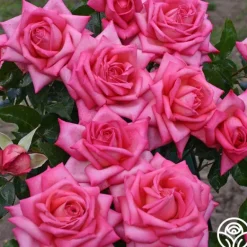 Heirloom Roses Eleganza® Wedding Bells™