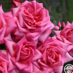 Heirloom Roses Eleganza® Wedding Bells™