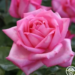 Heirloom Roses Eleganza® Wedding Bells™