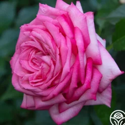 Heirloom Roses Eleganza® Wedding Bells™