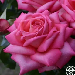 Heirloom Roses Eleganza® Wedding Bells™