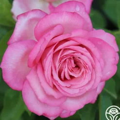 Heirloom Roses Eleganza® Wedding Bells™
