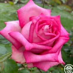 Heirloom Roses Eleganza® Wedding Bells™