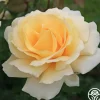 Heirloom Roses Eleganza® Winter Sun Sale