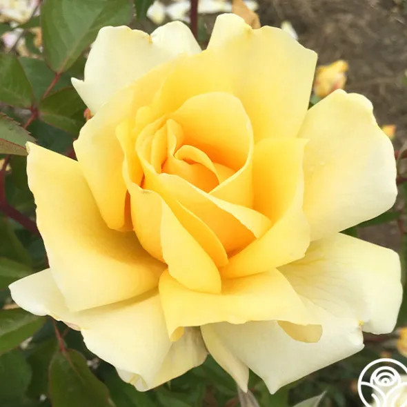 Heirloom Roses Eleganza® Winter Sun Sale