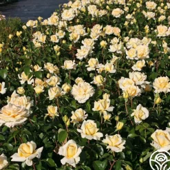 Heirloom Roses Eleganza® Winter Sun Sale
