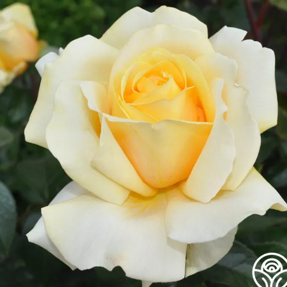 Heirloom Roses Eleganza® Winter Sun Sale