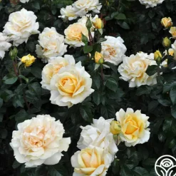 Heirloom Roses Eleganza® Winter Sun Sale