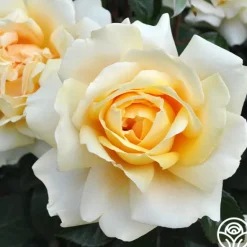 Heirloom Roses Eleganza® Winter Sun Sale