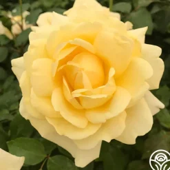 Heirloom Roses Eleganza® Winter Sun Sale