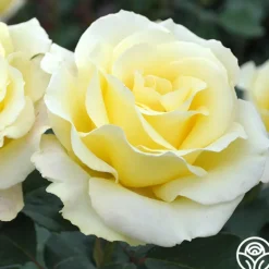 Heirloom Roses Elina® Outlet