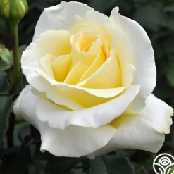 Heirloom Roses Elina® Outlet