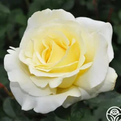 Heirloom Roses Elina® Outlet