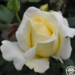 Heirloom Roses Elina® Outlet