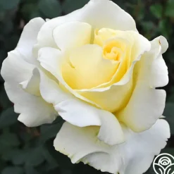 Heirloom Roses Elina® Outlet