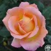 Heirloom Roses Elle® Clearance