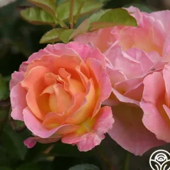 Heirloom Roses Elle® Clearance