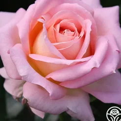 Heirloom Roses Elle® Clearance