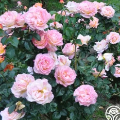 Heirloom Roses Elle® Clearance