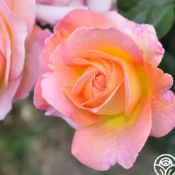 Heirloom Roses Elle® Clearance