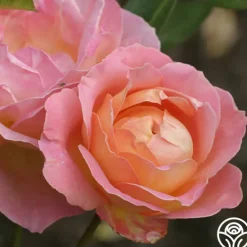 Heirloom Roses Elle® Clearance