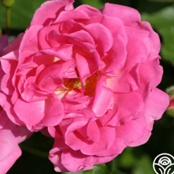 Heirloom Roses Ellen Poulsen Clearance