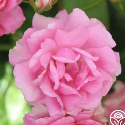 Heirloom Roses Ellen Poulsen Clearance