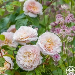 Heirloom Roses Emily Brontë Online
