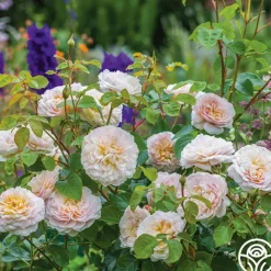 Heirloom Roses Emily Brontë Online