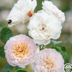 Heirloom Roses Emily Brontë Online